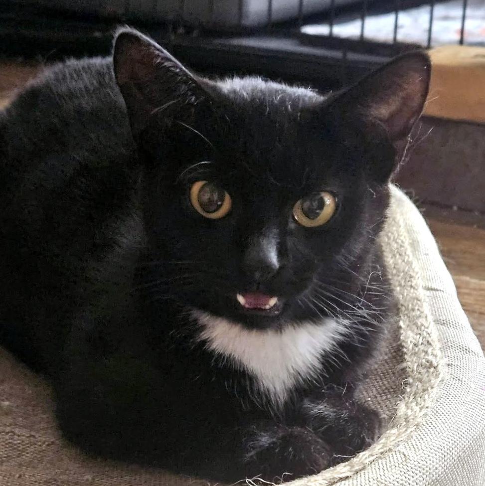Enlarge Hilton, a ADOPTABLE Domestic Short Hair in Pittsburgh, PA image 3/6