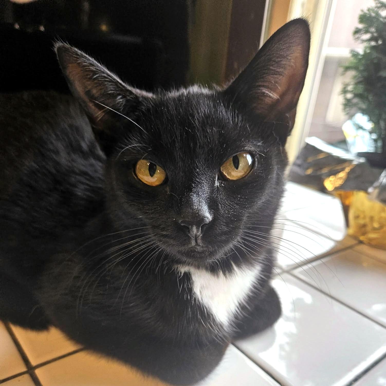 Enlarge Hilton, a ADOPTABLE Domestic Short Hair in Pittsburgh, PA image 1/6