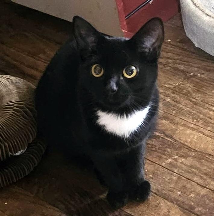 Enlarge Hilton, a Adoptable Domestic Short Hair in Pittsburgh, PA image 6/6