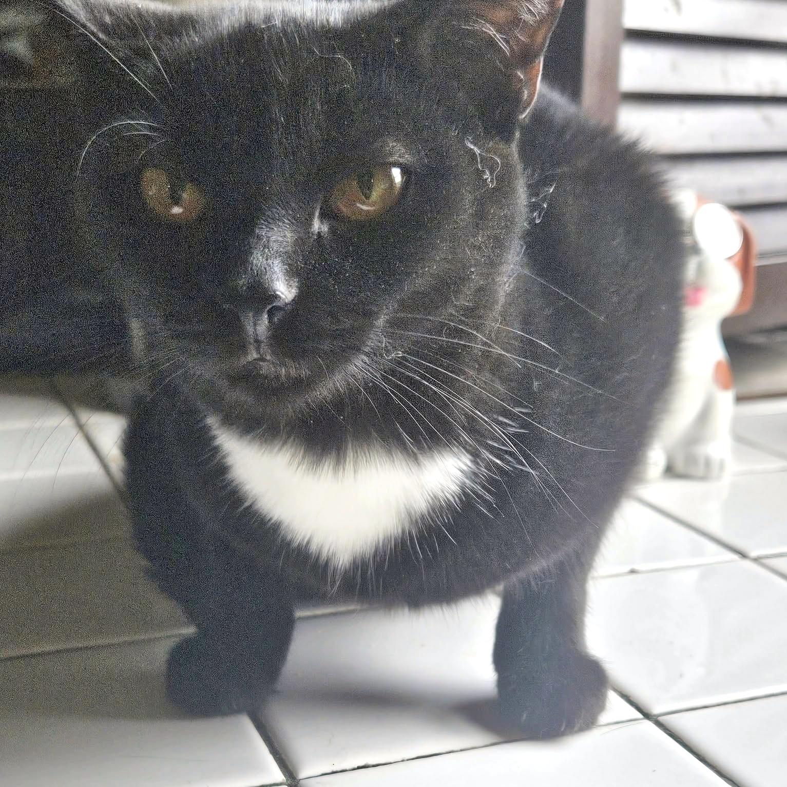 Enlarge Hilton, a Adoptable Domestic Short Hair in Pittsburgh, PA image 4/6