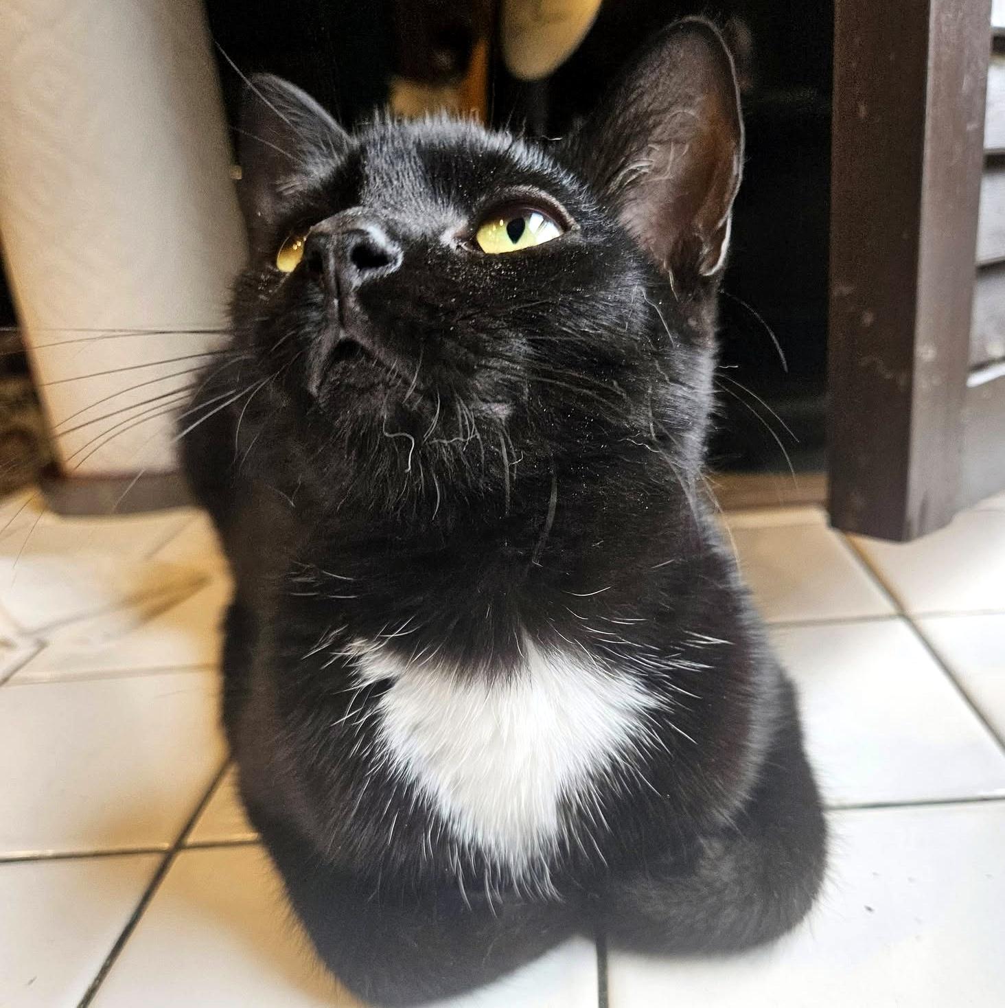 Enlarge Hilton, a ADOPTABLE Domestic Short Hair in Pittsburgh, PA image 4/6