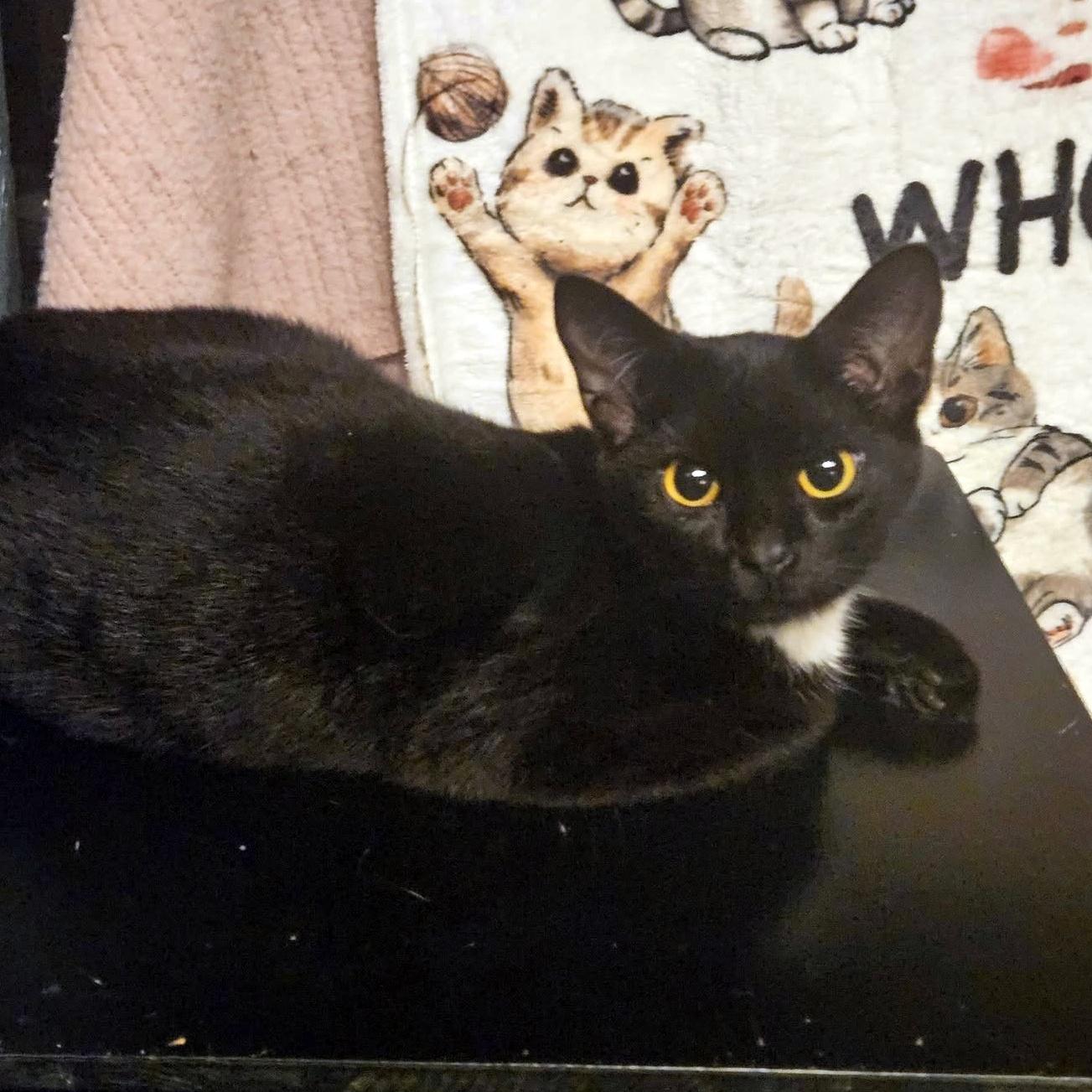 Enlarge Hilton, a ADOPTABLE Domestic Short Hair in Pittsburgh, PA image 5/6