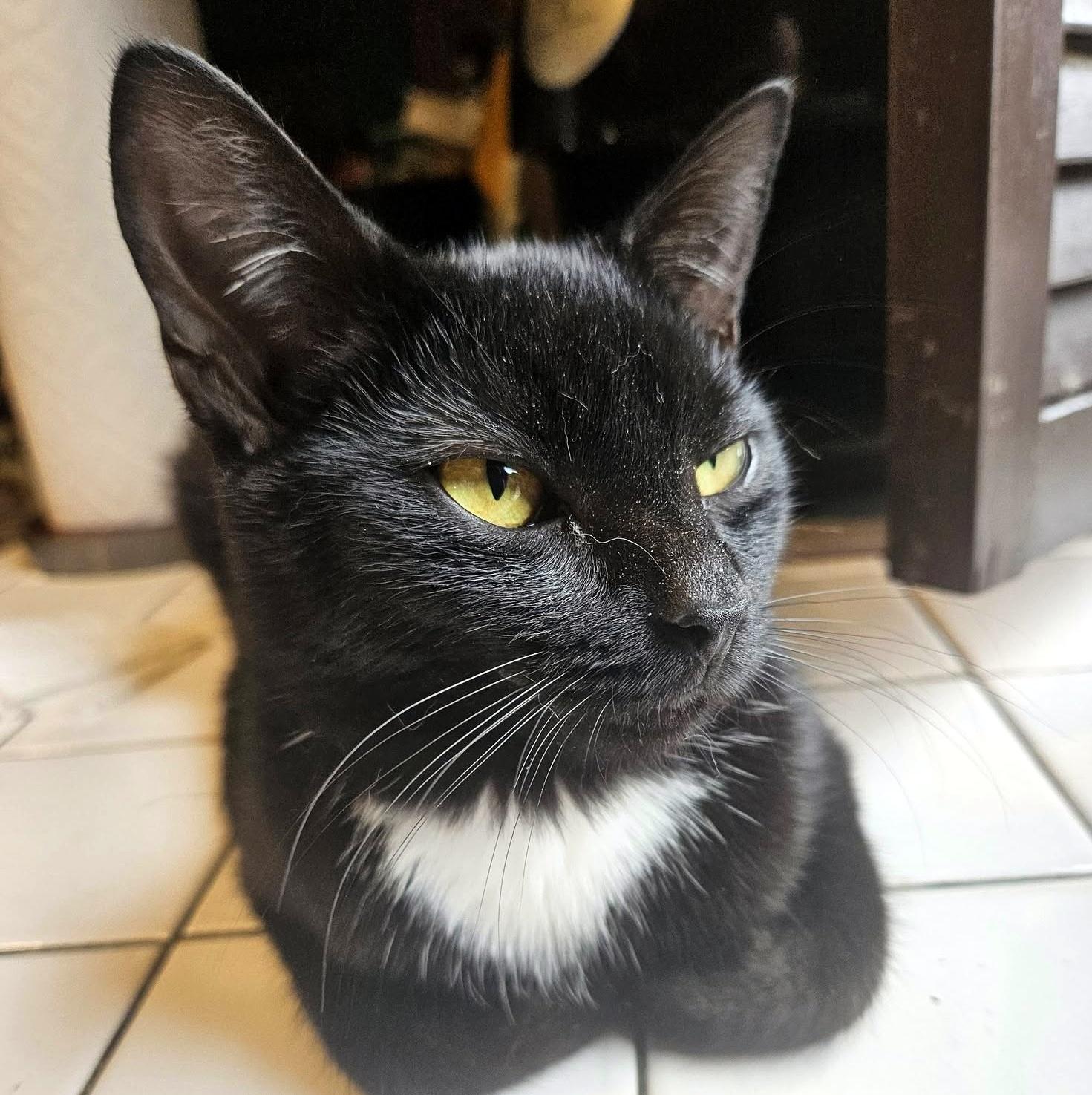 Enlarge Hilton, a ADOPTABLE Domestic Short Hair in Pittsburgh, PA image 6/6