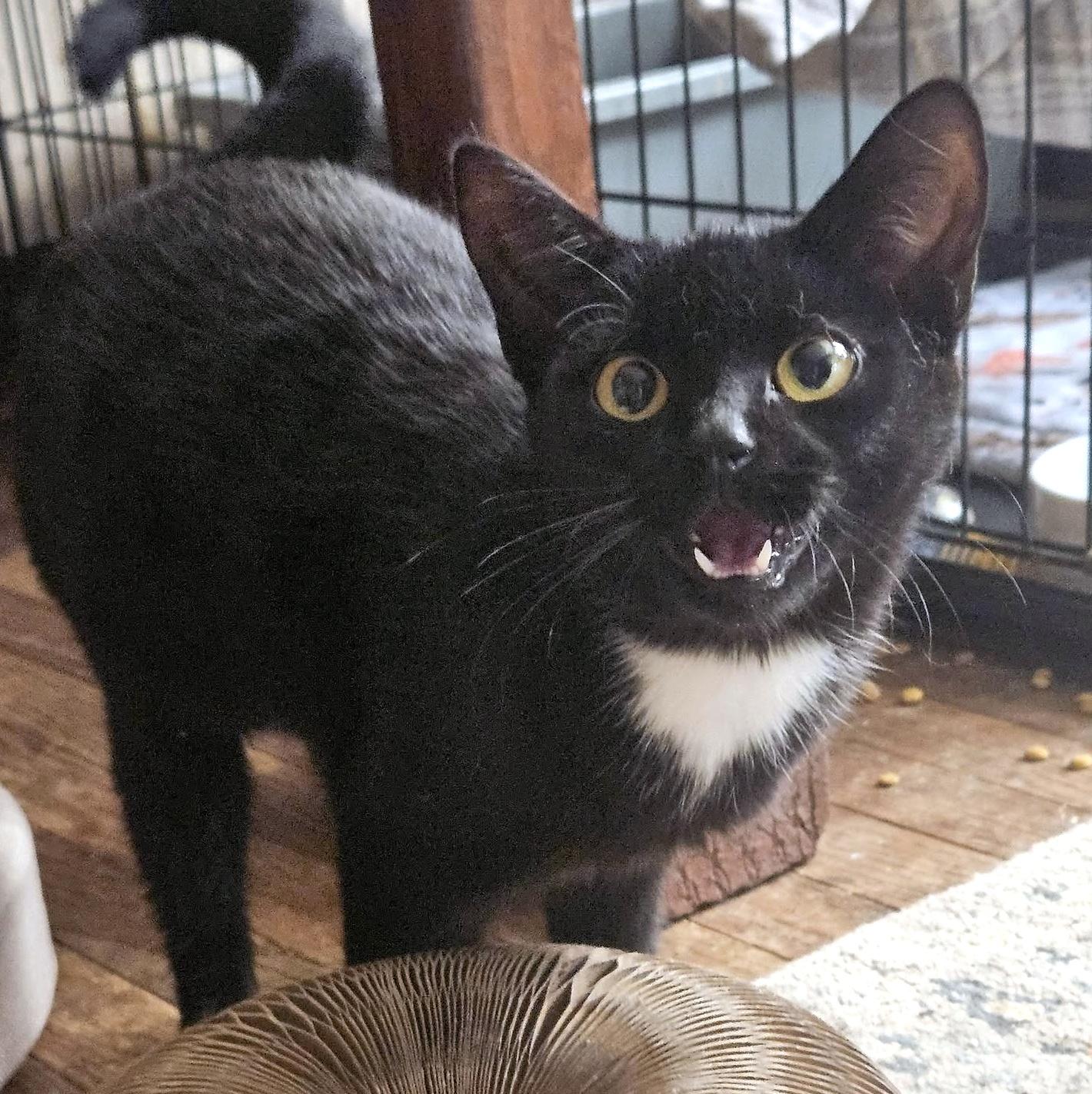 Enlarge Hilton, a ADOPTABLE Domestic Short Hair in Pittsburgh, PA image 2/6