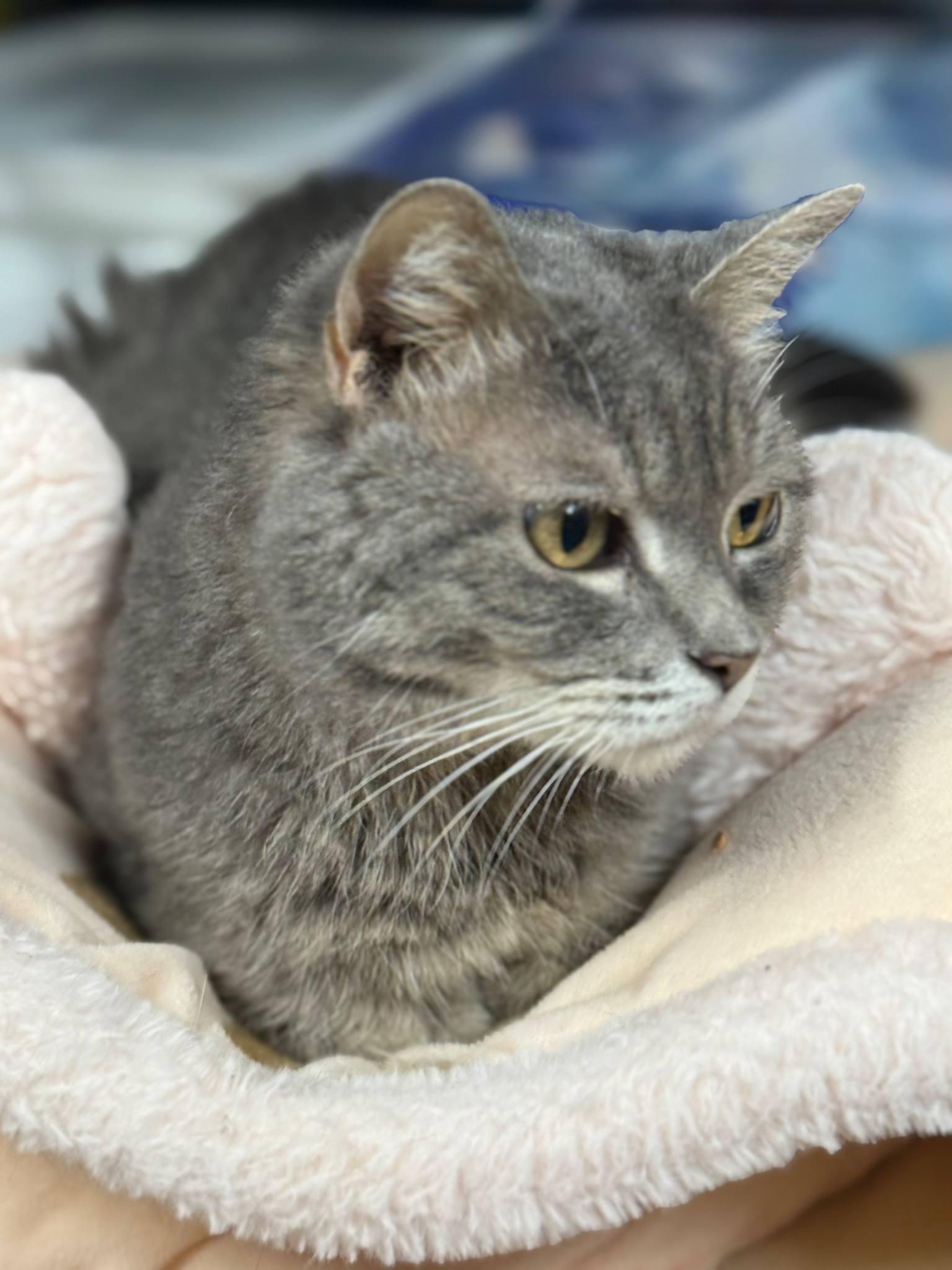 Luna, Adoptable, Adult Female Domestic Short Hair.