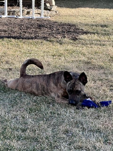 Baxter, a Adoptable mixed breed in Naperville, IL image 5/6