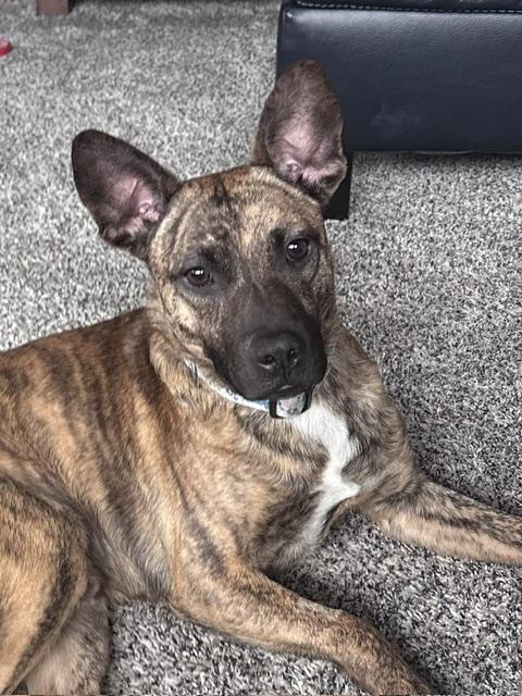 Baxter, a Adoptable mixed breed in Naperville, IL image 6/6