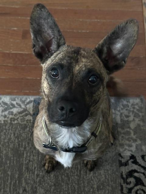 Baxter, a Adoptable mixed breed in Naperville, IL image 3/6