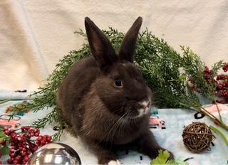 Thelma, a Adoptable Dutch image 1/6