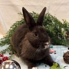 Thelma, a Adoptable Dutch in Oakland, CA image 1/6
