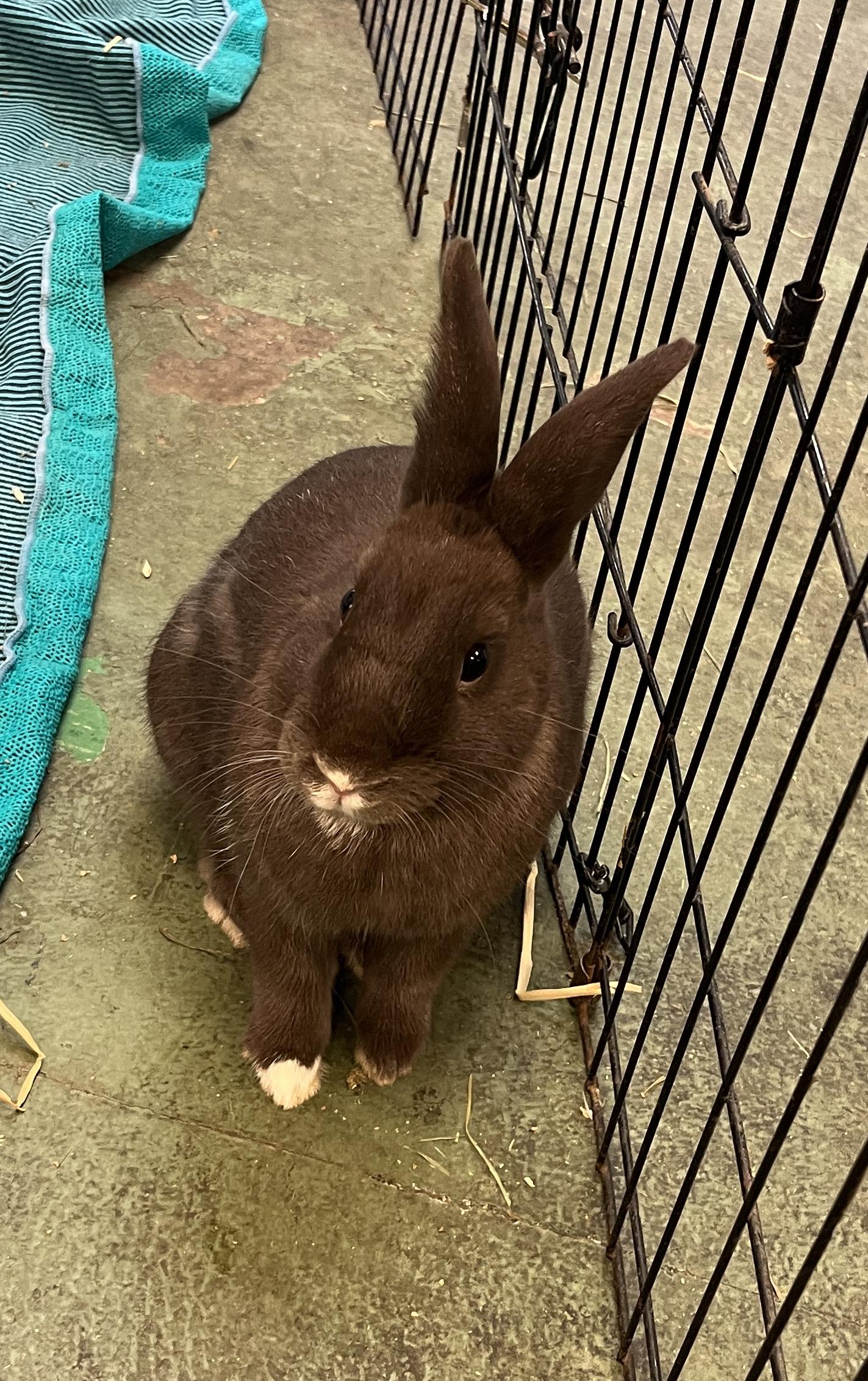Thelma, a Adoptable Dutch in Oakland, CA image 2/6