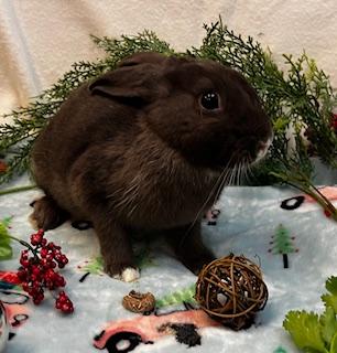 Thelma, Adoptable, Young Female Dutch.