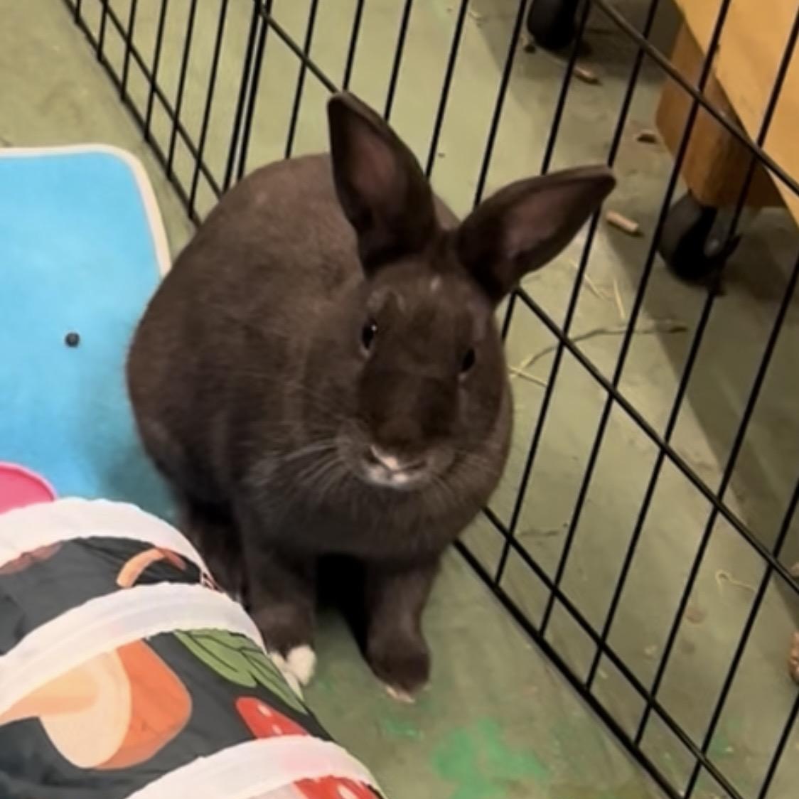 Thelma, a Adoptable Dutch in Oakland, CA image 6/6