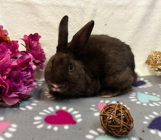 Thelma, a Adoptable Dutch image 6/6