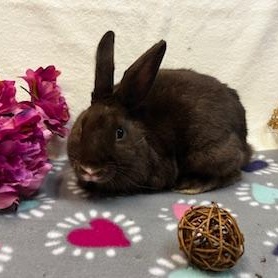 Thelma, a Adoptable Dutch in Oakland, CA image 3/6