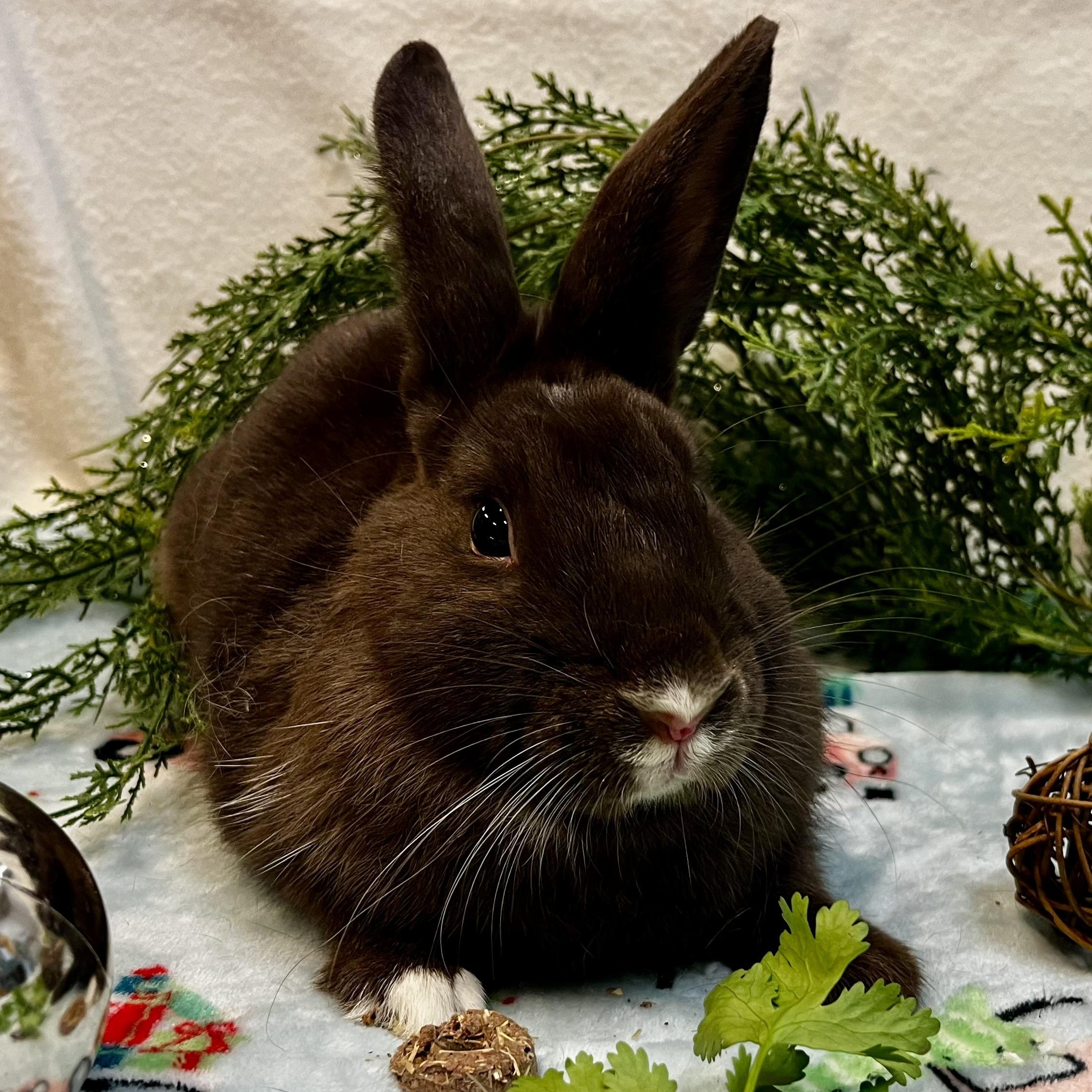 Thelma, Adoptable, Young Female Dutch.