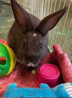 Thelma, a Adoptable Dutch image 5/6