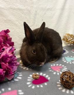 Thelma, a Adoptable Dutch image 3/6