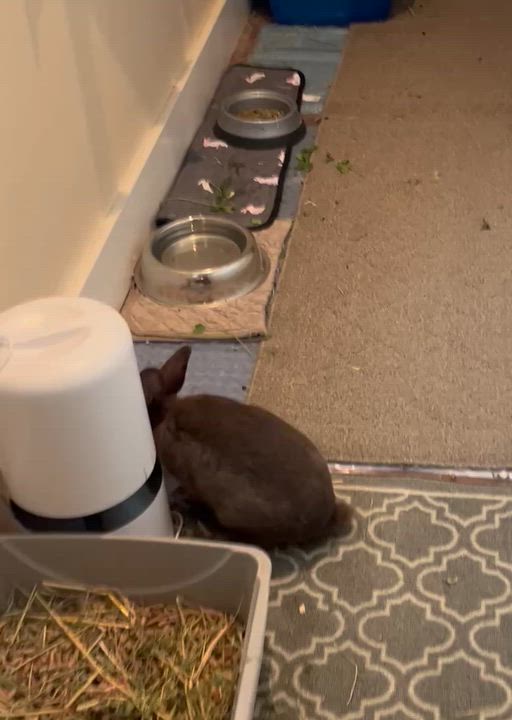 Enlarge Thelma, a Adoptable Dutch video 4/6