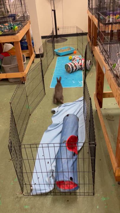 Enlarge Thelma, a Adoptable Dutch in Oakland, CA video 5/6