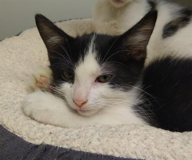 OREO, Adoptable, Kitten Male Domestic Short Hair.