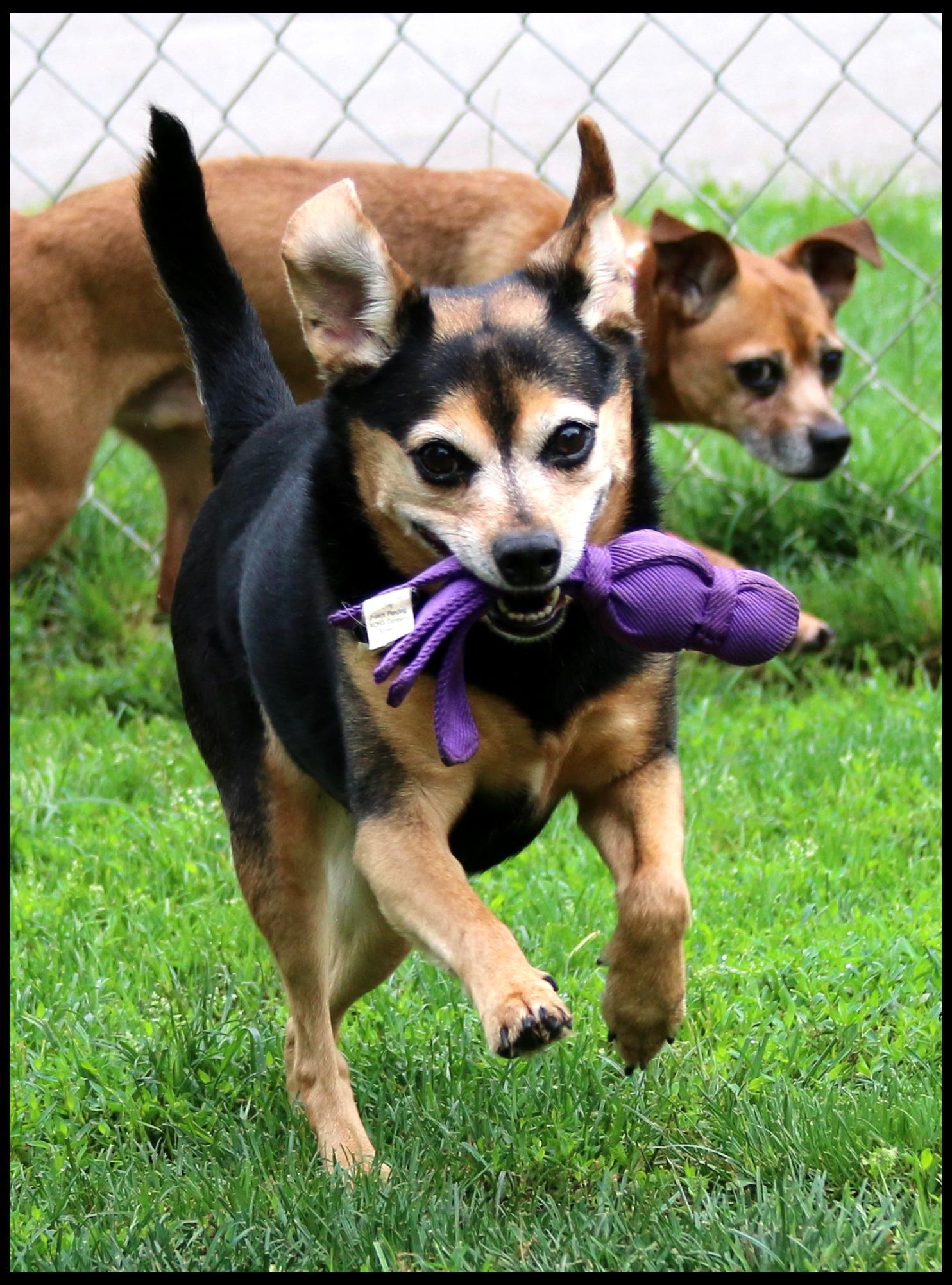 Enlarge Sadie Mae, a Adoptable mixed breed in Shippenville, PA image 3/6