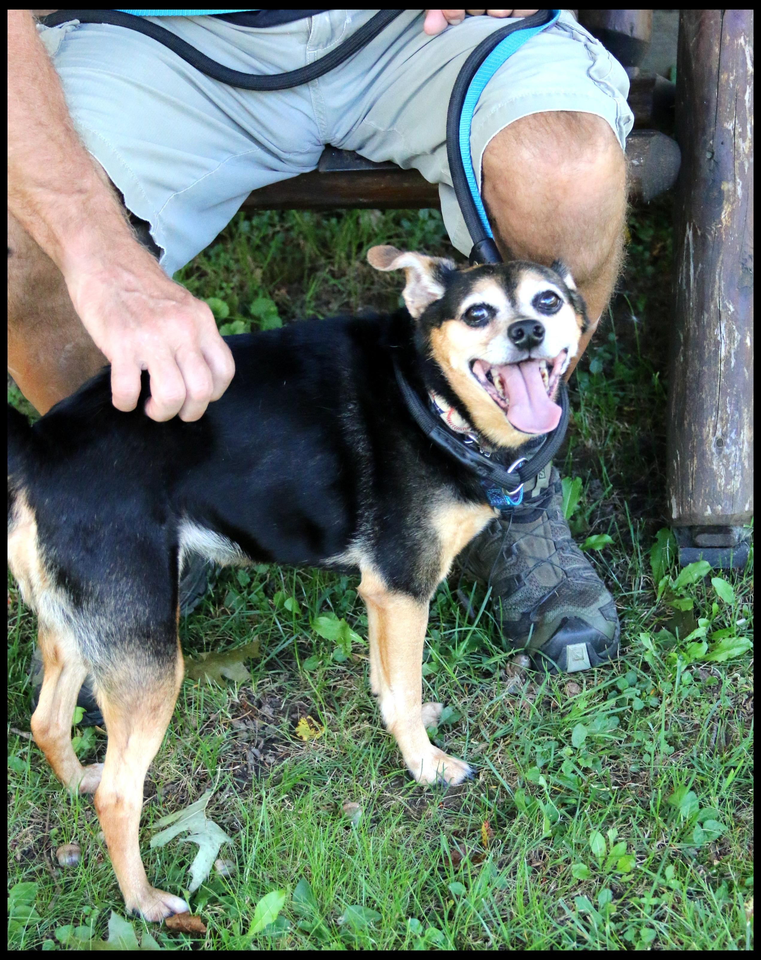 Enlarge Sadie Mae, a Adoptable mixed breed in Shippenville, PA image 4/6