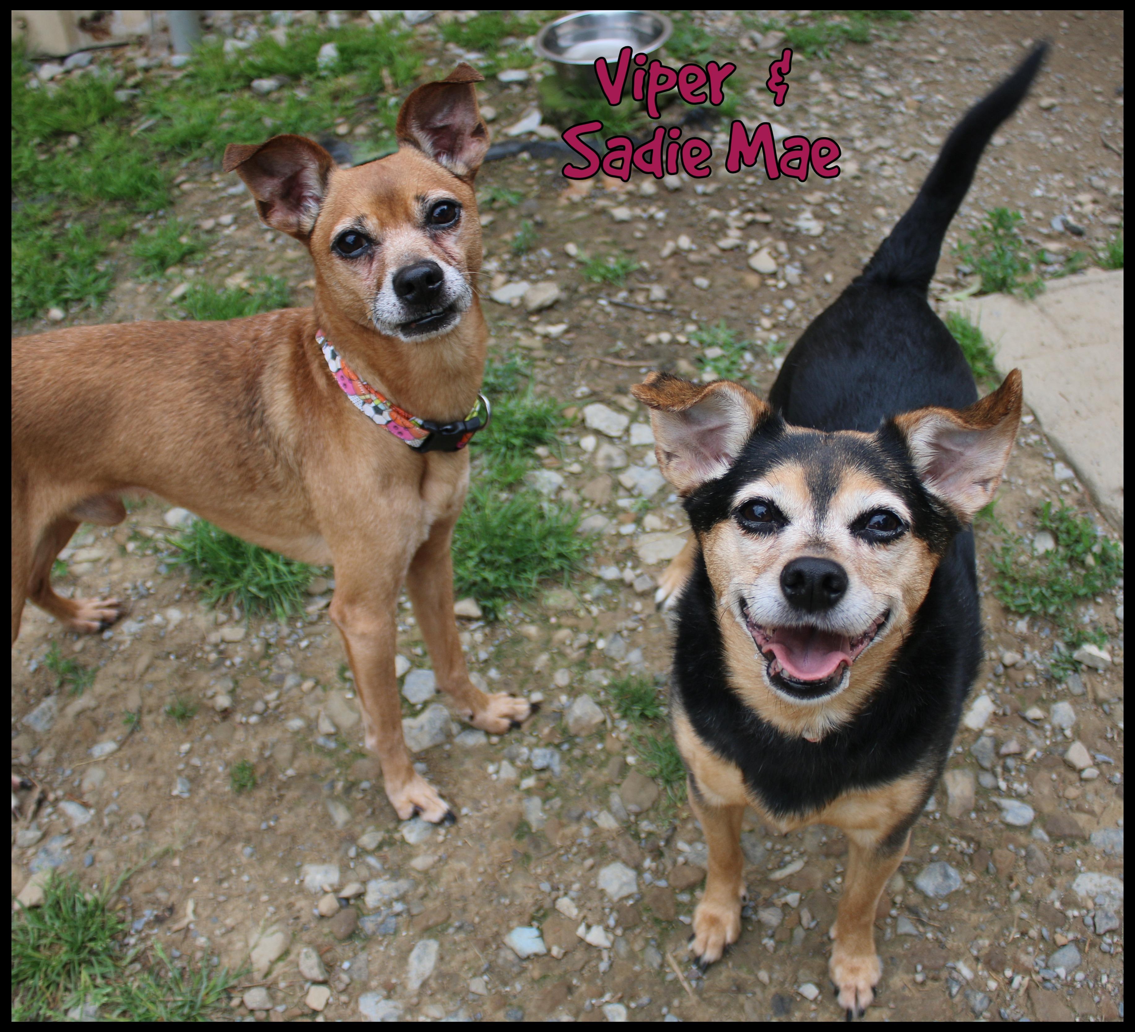 Enlarge Sadie Mae, a Adoptable mixed breed in Shippenville, PA image 2/6