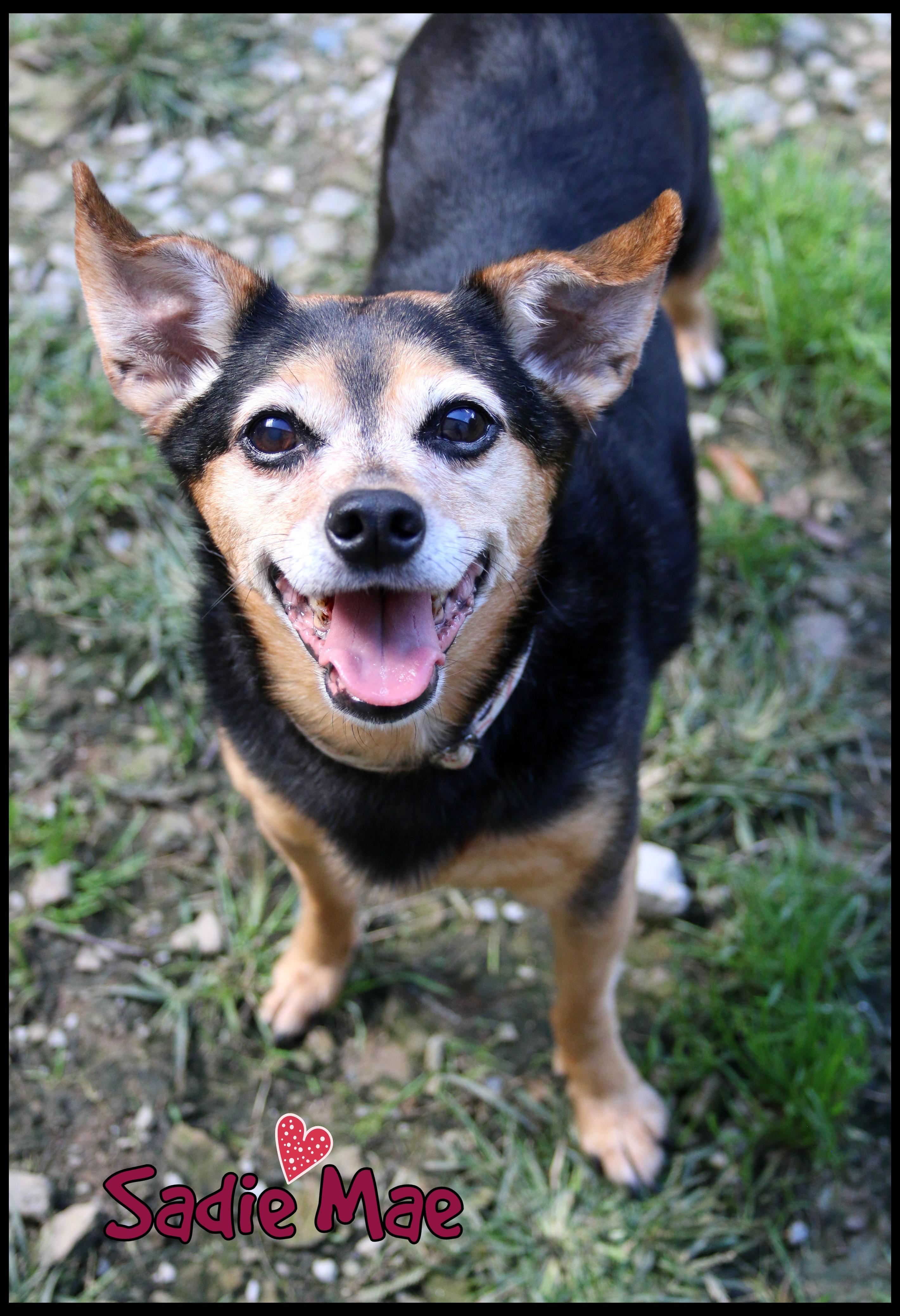 Enlarge Sadie Mae, a Adoptable mixed breed in Shippenville, PA image 1/6