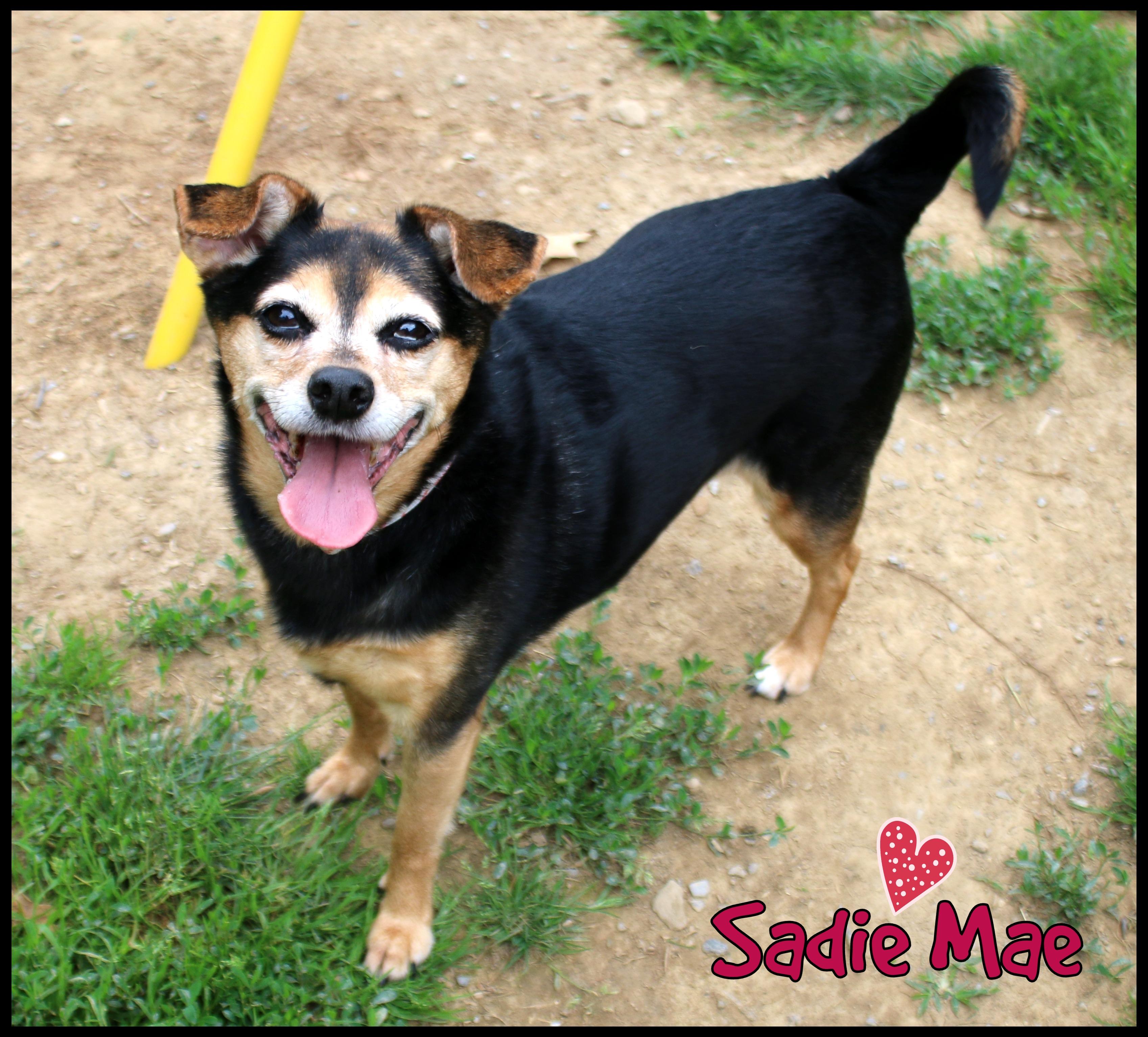 Enlarge Sadie Mae, a Adoptable mixed breed in Shippenville, PA image 5/6