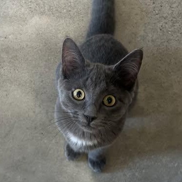 Glimmer, adoptable, Young Female Domestic Short Hair.