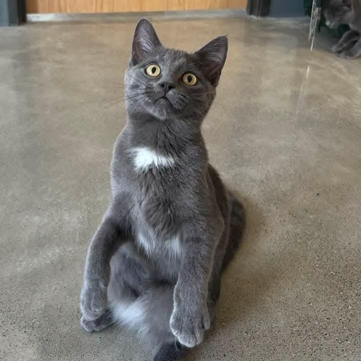 Enlarge Glimmer, an adoptable mixed breed in Carsonville, MI image 2/3
