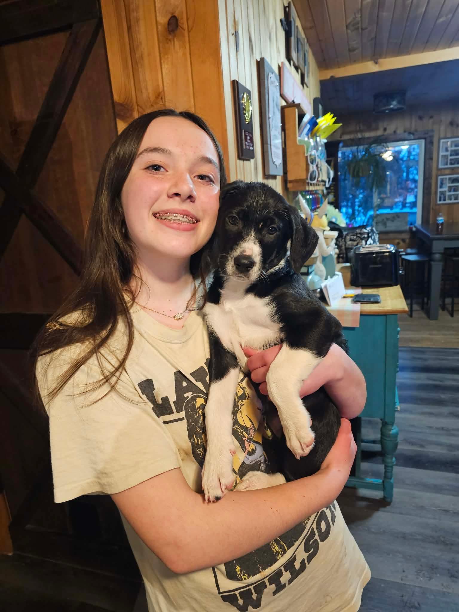 Kirby, Adoptable, Puppy Female Border Collie & Australian Cattle Dog / Blue Heeler.