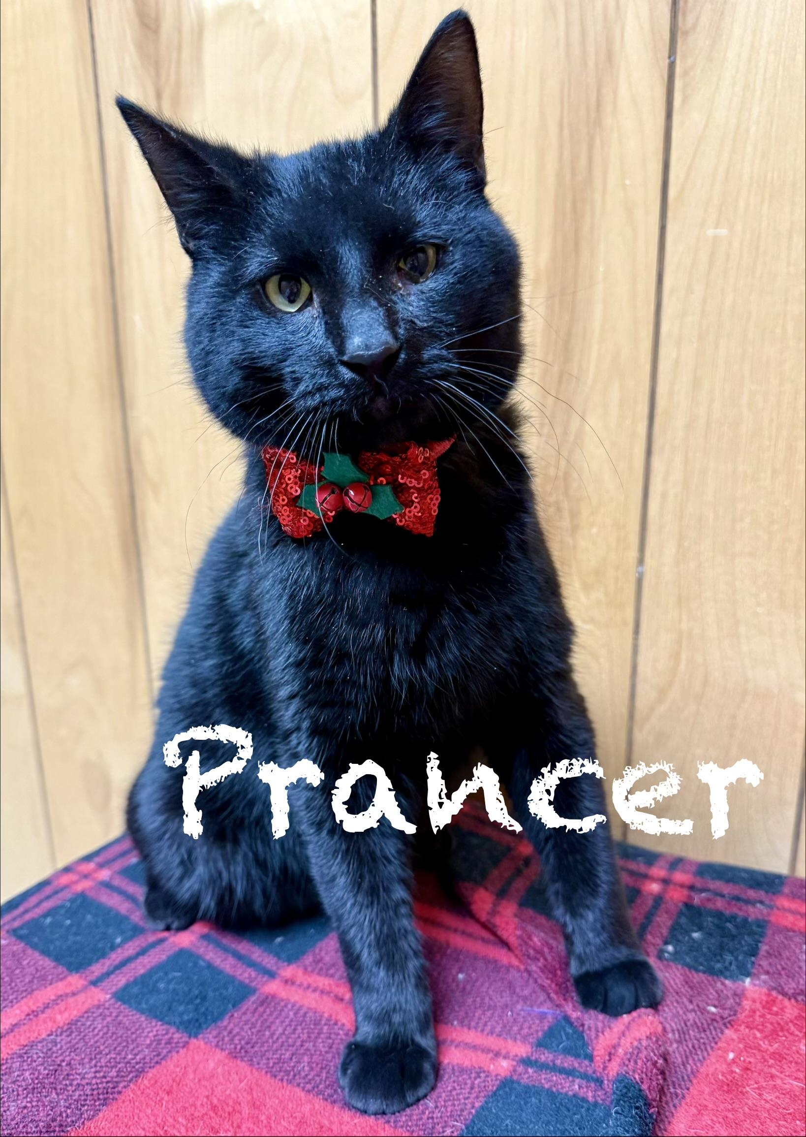 Enlarge Prancer, a ADOPTABLE Domestic Short Hair in Frewsburg, NY image 1/2