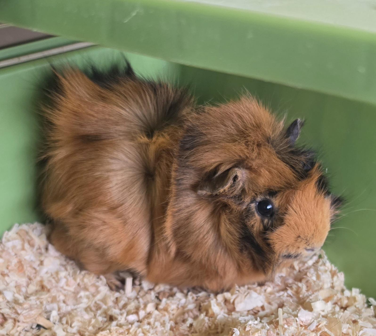 Enlarge Pudge & Pickles, a Adoptable Guinea Pig in Brainerd, MN image 1/2