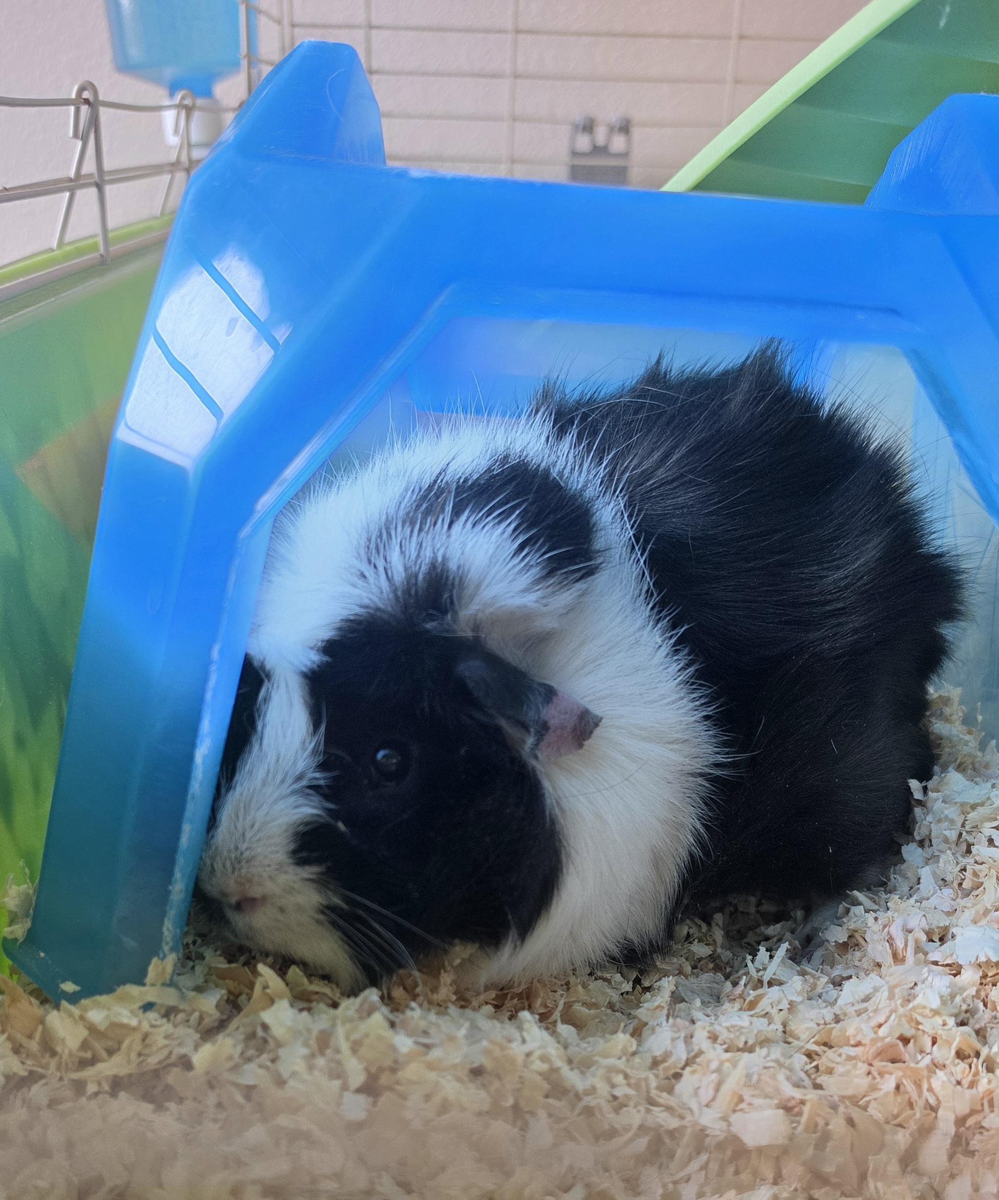 Enlarge Pudge & Pickles, a Adoptable Guinea Pig in Brainerd, MN image 2/2