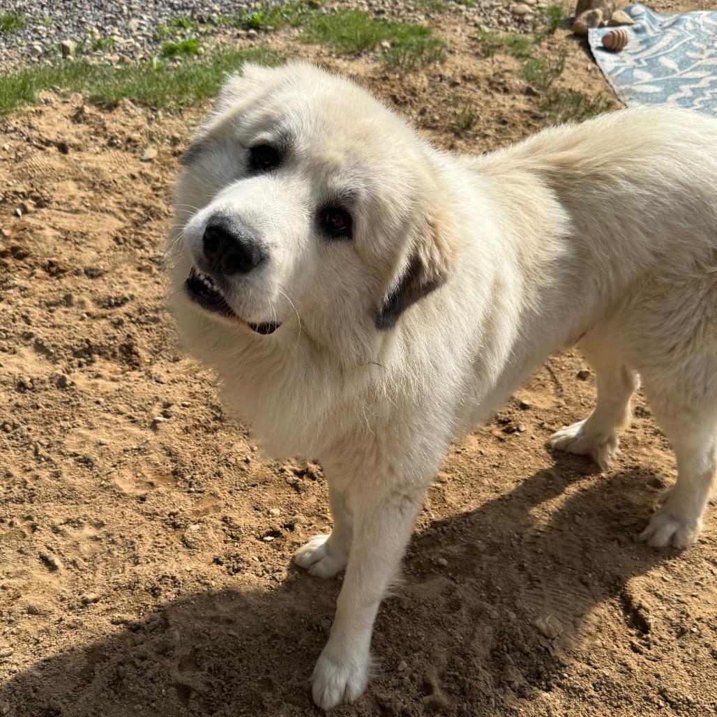CT Yeti, Adoptable, Young Male Great Pyrenees.