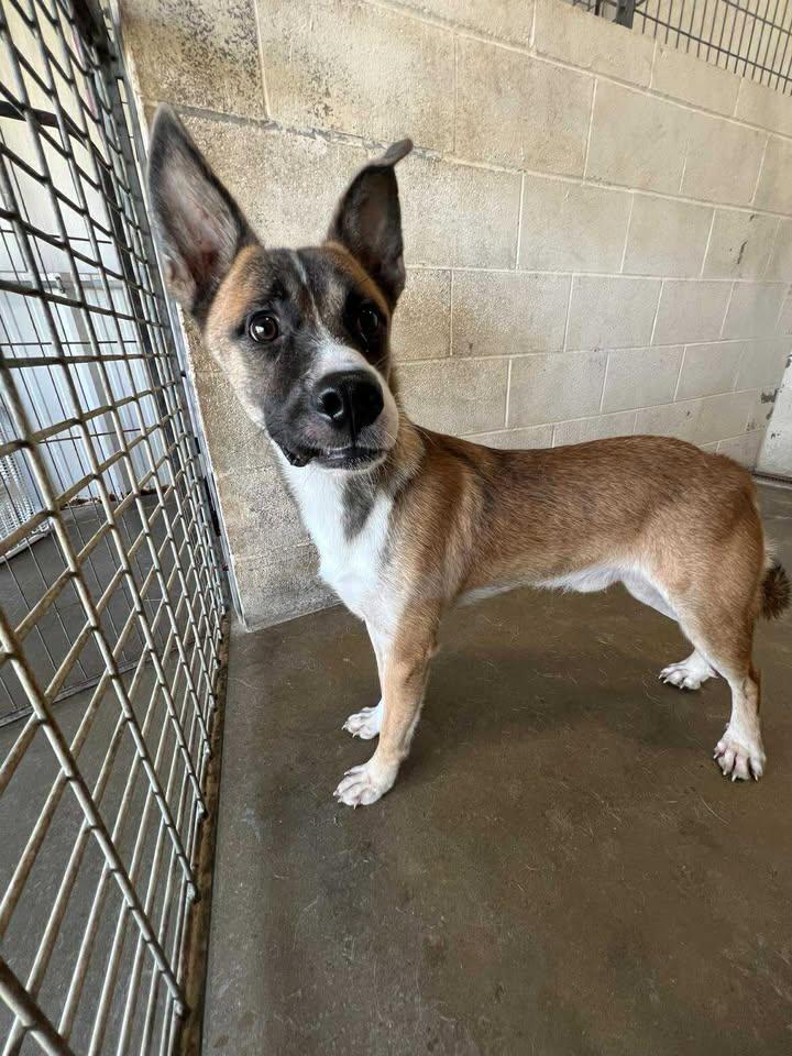 Jeremy, a Adoptable German Shepherd Dog in Port Lavaca, TX image 1/3
