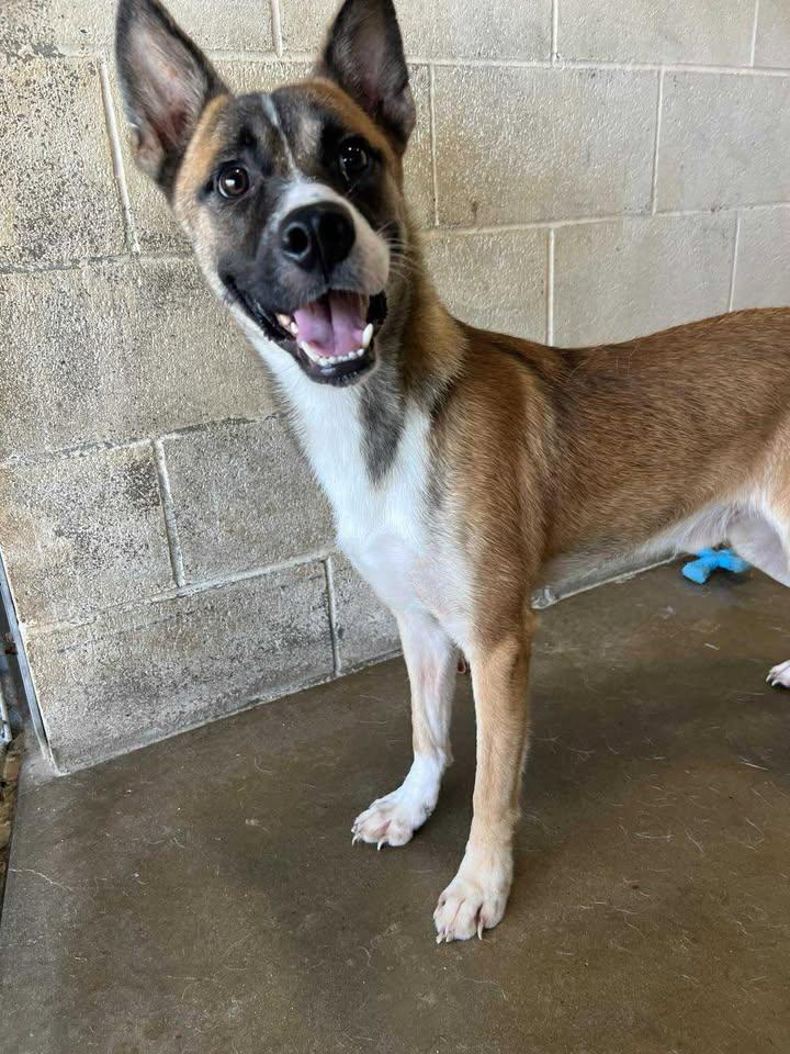 Jeremy, Adoptable, Young Male Shepherd.