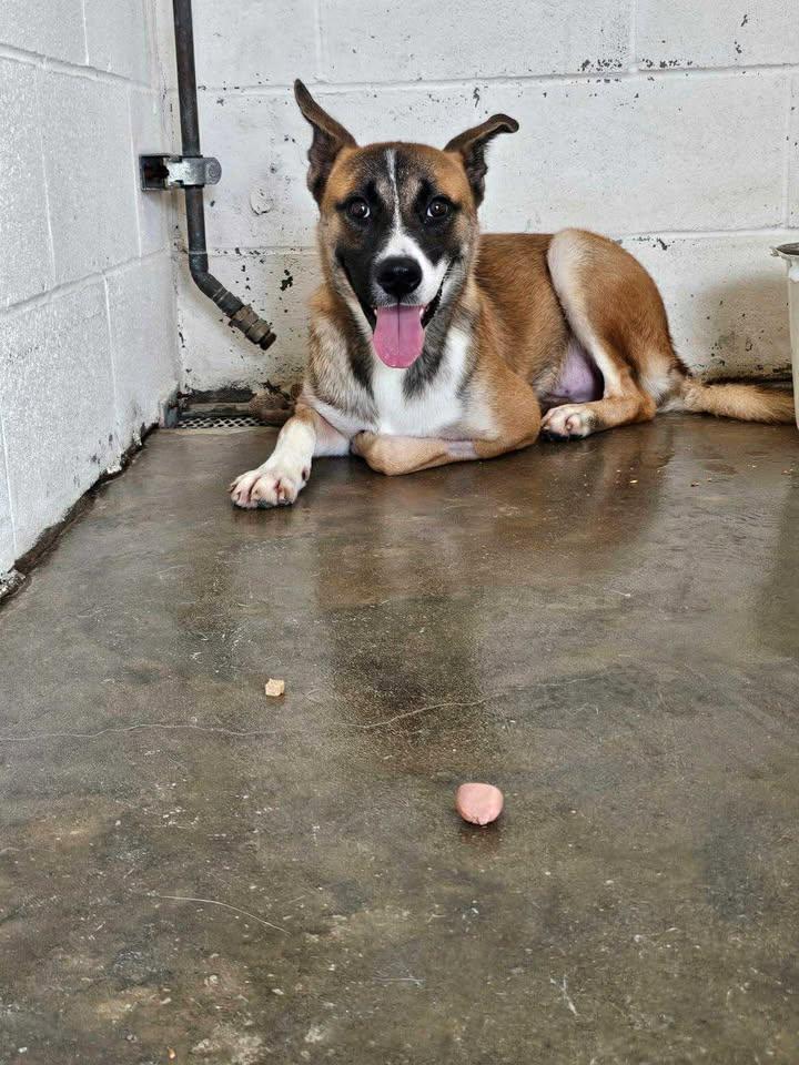 Jeremy, Adoptable, Young Male Shepherd.