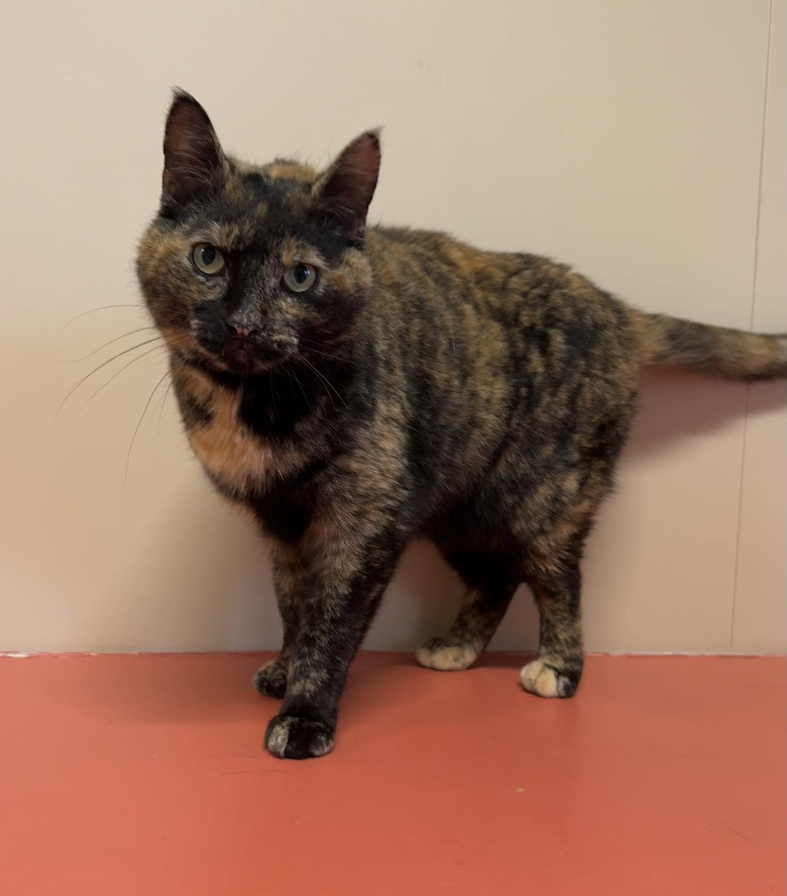 Poppy, Adopted, Adult Female Domestic Short Hair.