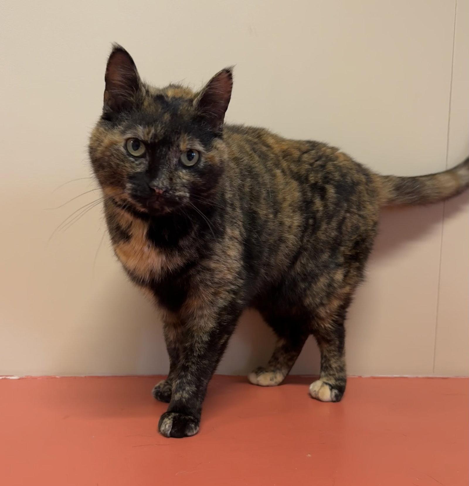 Enlarge Poppy, a Adopted Domestic Short Hair in Arlington, VT image 2/2