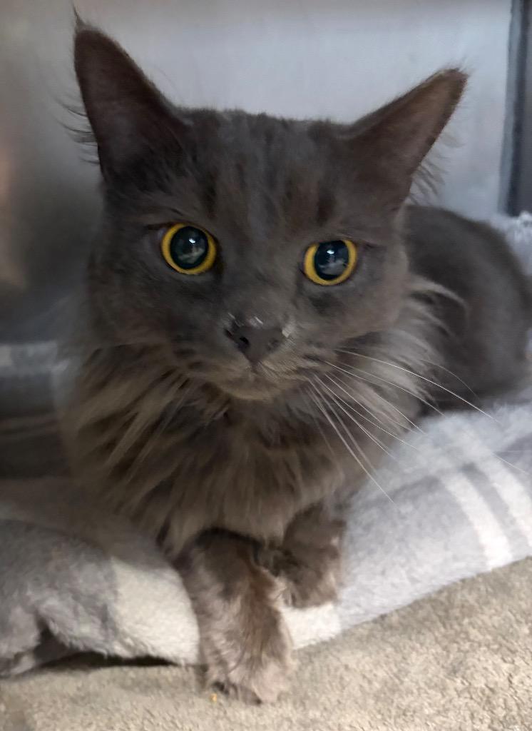 Valhalla, a Adoptable mixed breed in Huntington, IN image 1/2