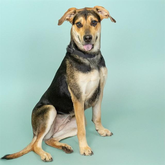 APPLE, Adoptable, Young Female German Shepherd Dog & Mixed Breed.