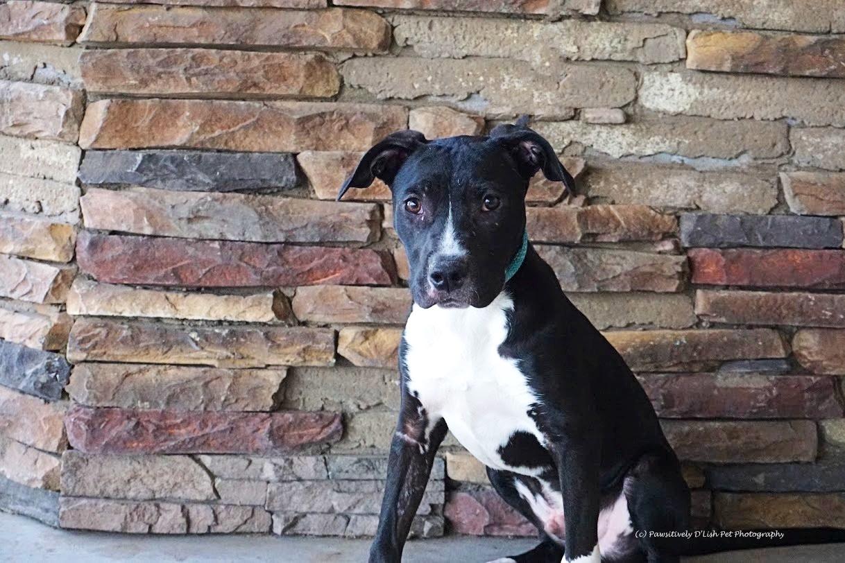 Charlie, ADOPTABLE, Puppy Male American Staffordshire Terrier.