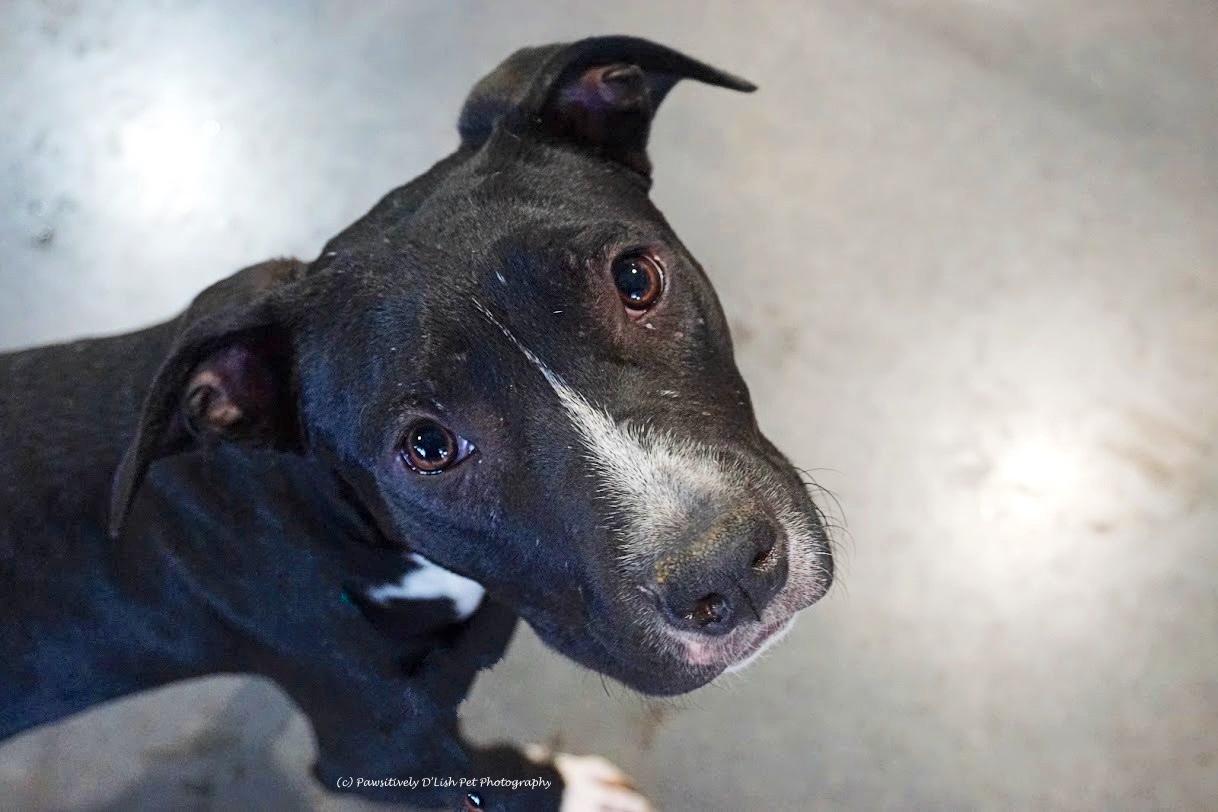 Enlarge Charlie, a ADOPTABLE American Staffordshire Terrier in Cave Creek, AZ image 2/4