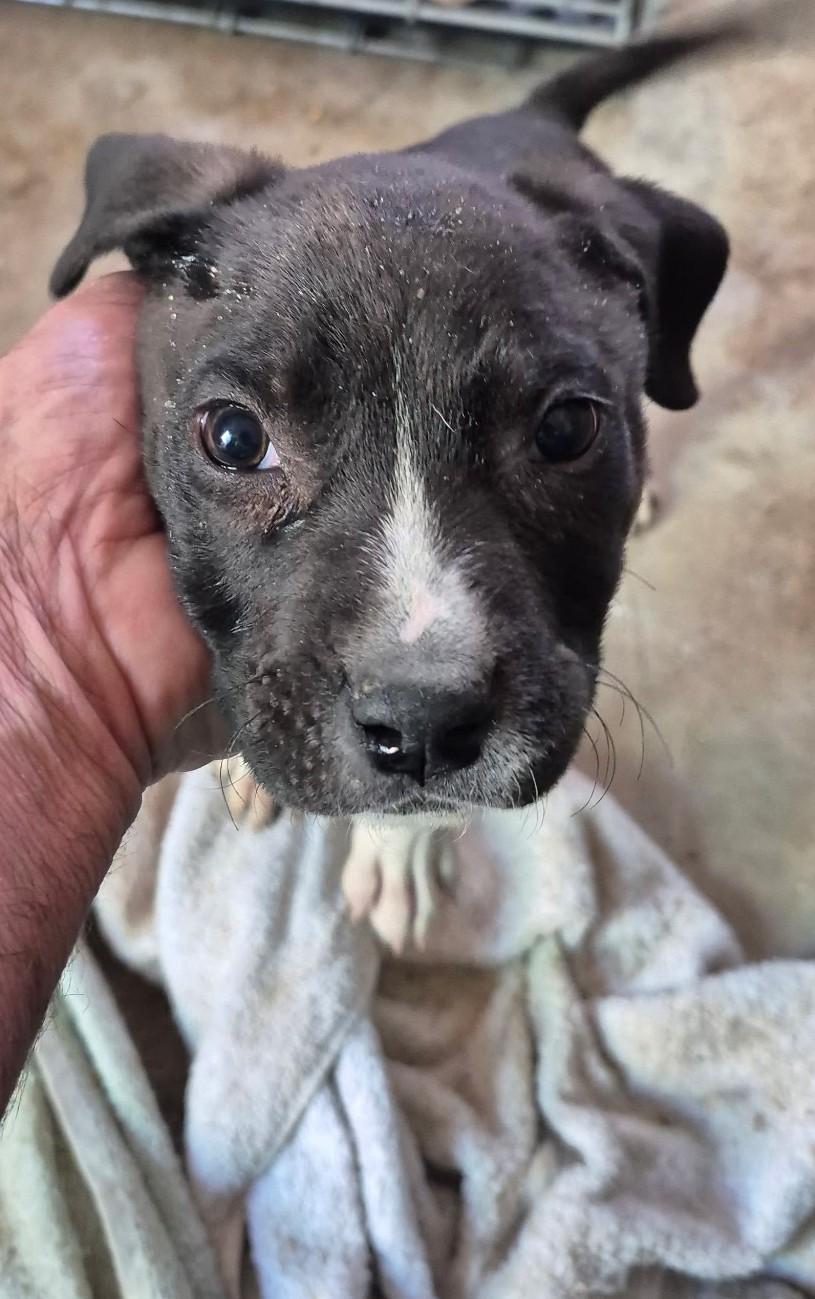 Charlie, ADOPTABLE, Puppy Male American Staffordshire Terrier.