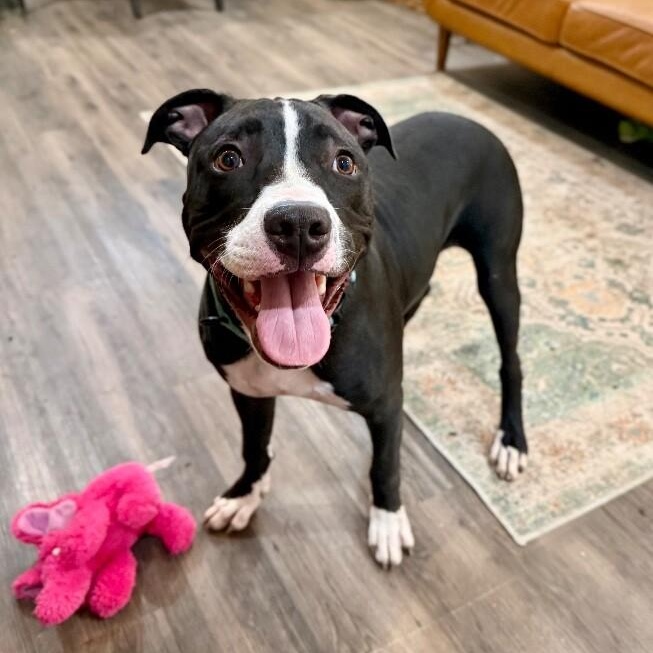 Enlarge Taz Bunny the Love Bug Prince, a Adoptable mixed breed in Jerome, ID image 4/6
