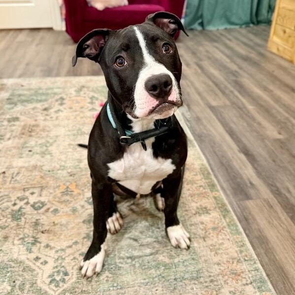 Taz Bunny the Love Bug Prince, Adoptable, Puppy Male Pit Bull Terrier & Black Labrador Retriever.