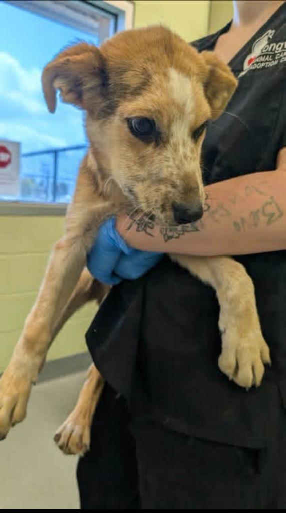 Enlarge Dill Pickle, a Adoptable mixed breed in Blountville, TN image 2/6
